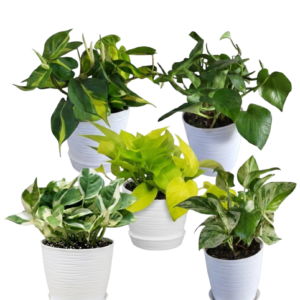 Pack de 5 Potus Premium | 30cms.