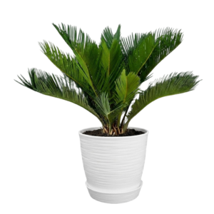 Cyca revoluta | 80cms