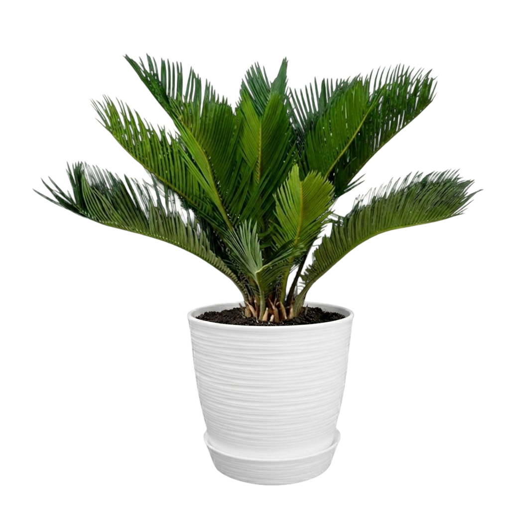 Cyca revoluta | 80cms
