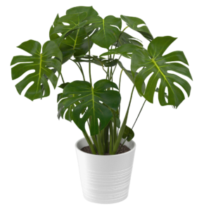 Monstera deliciosa o Costilla de Adán | 100cms