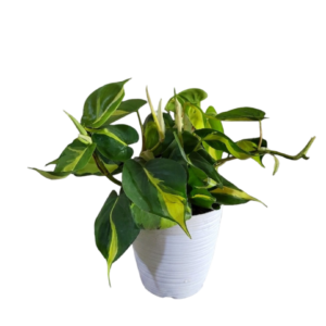 Philodendron brasiliense o boa brasilera | 30 cms
