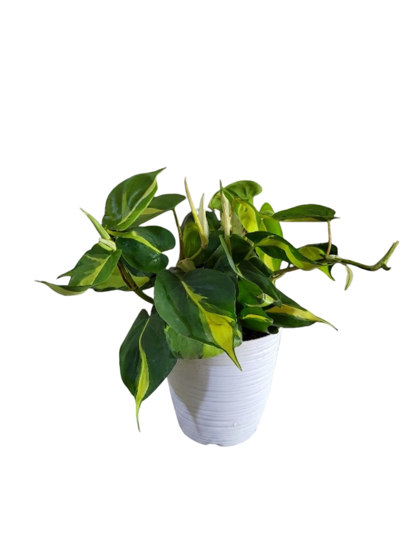Philodendron brasiliense o boa brasilera | 30 cms