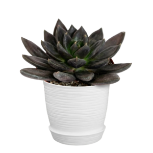 Echeveria Black Knight | 15 cms