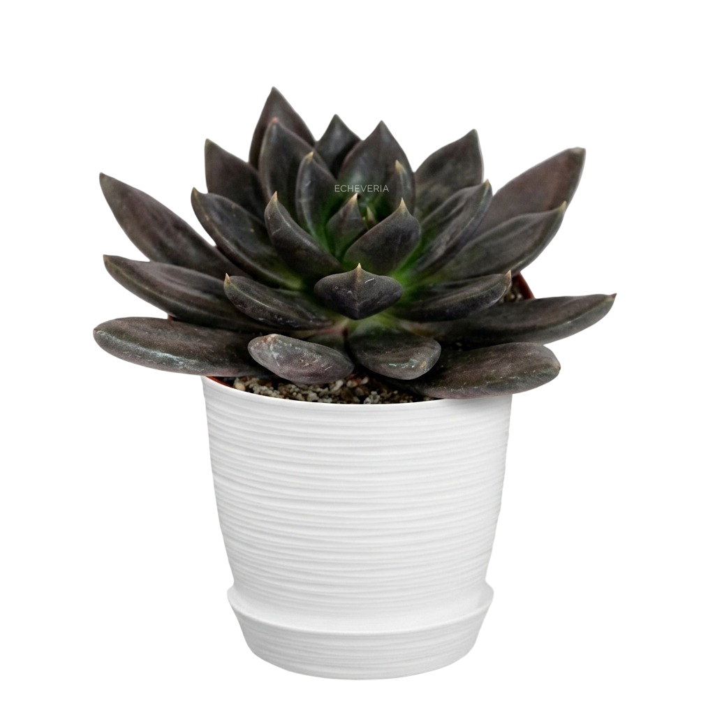 Echeveria Black Knight | 15 cms