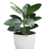 Ficus elástica | 70cms
