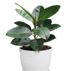 Ficus elástica | 70cms