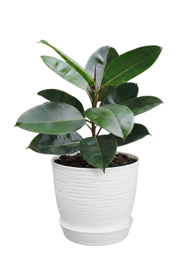 Ficus elástica | 70cms