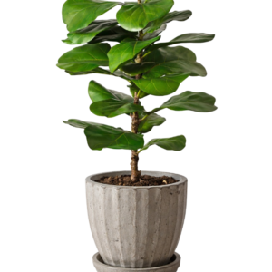 Ficus Lyrata en maceta de concreto | 180cms