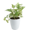 Potus Marble Queen | 30cms