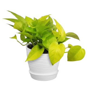 Pothos neón o limón | 30 cms