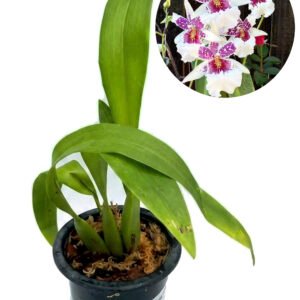 Beallara Big Shot 'Hilo Sparkle'