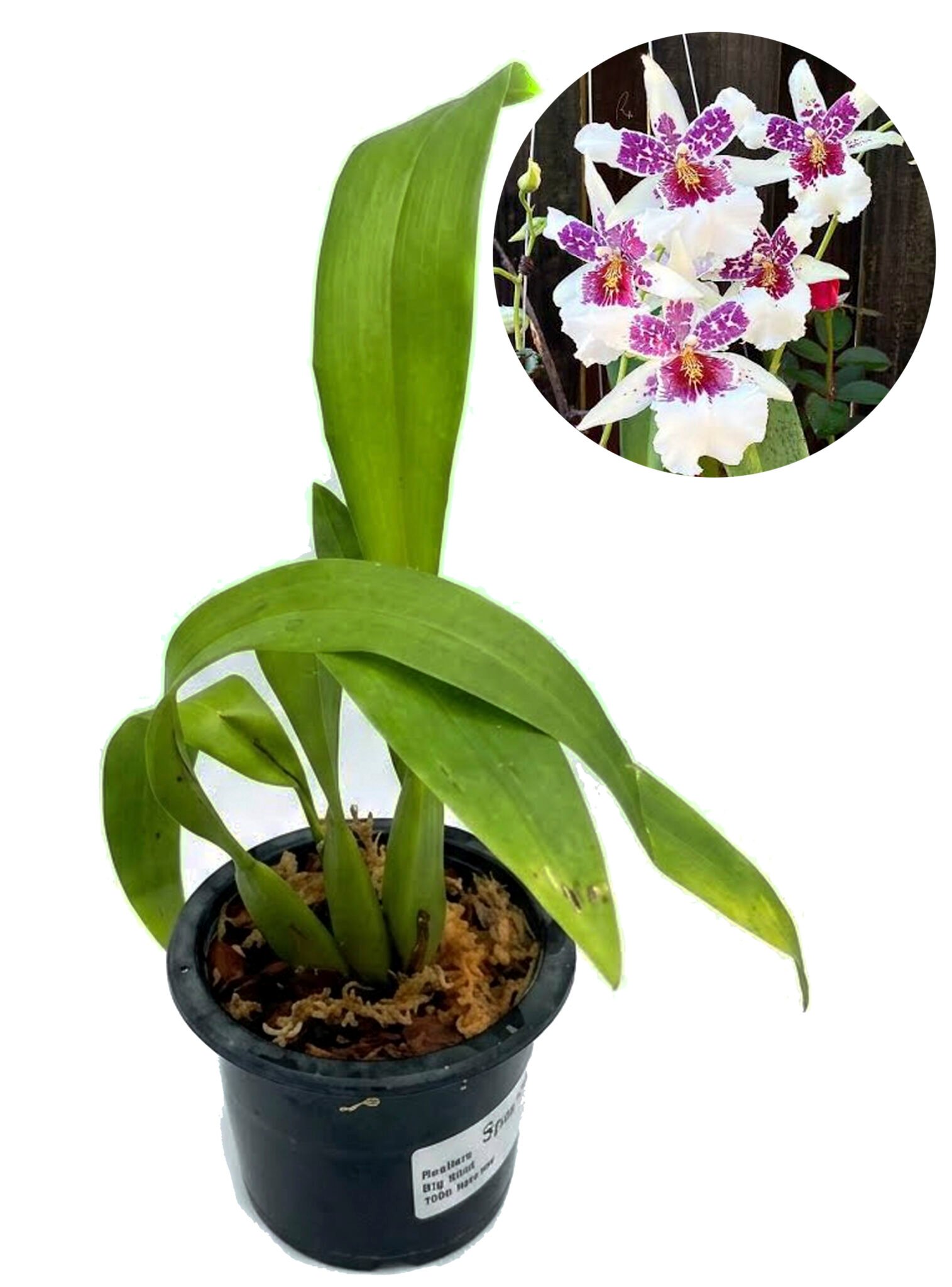Beallara Big Shot 'Hilo Sparkle'