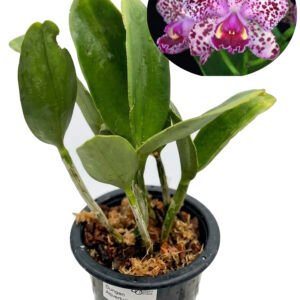 Rhyncholaeliocattleya Durigan "Aquarius"