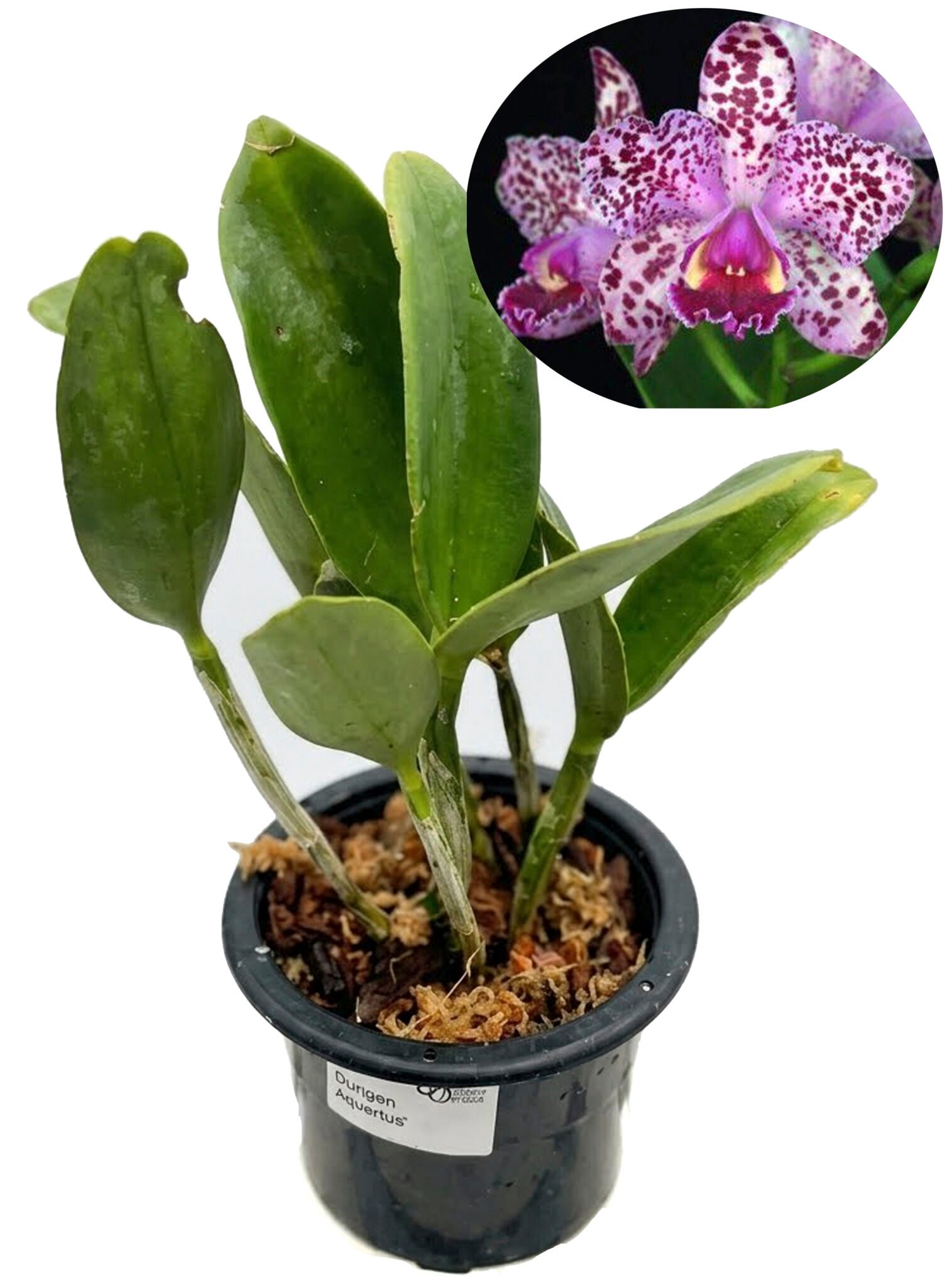 Rhyncholaeliocattleya Durigan "Aquarius"