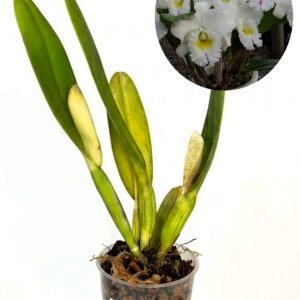 Rhyncholaeliocattleya Pastoral 'Innocence'
