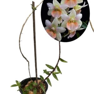 Dendrobium boosii