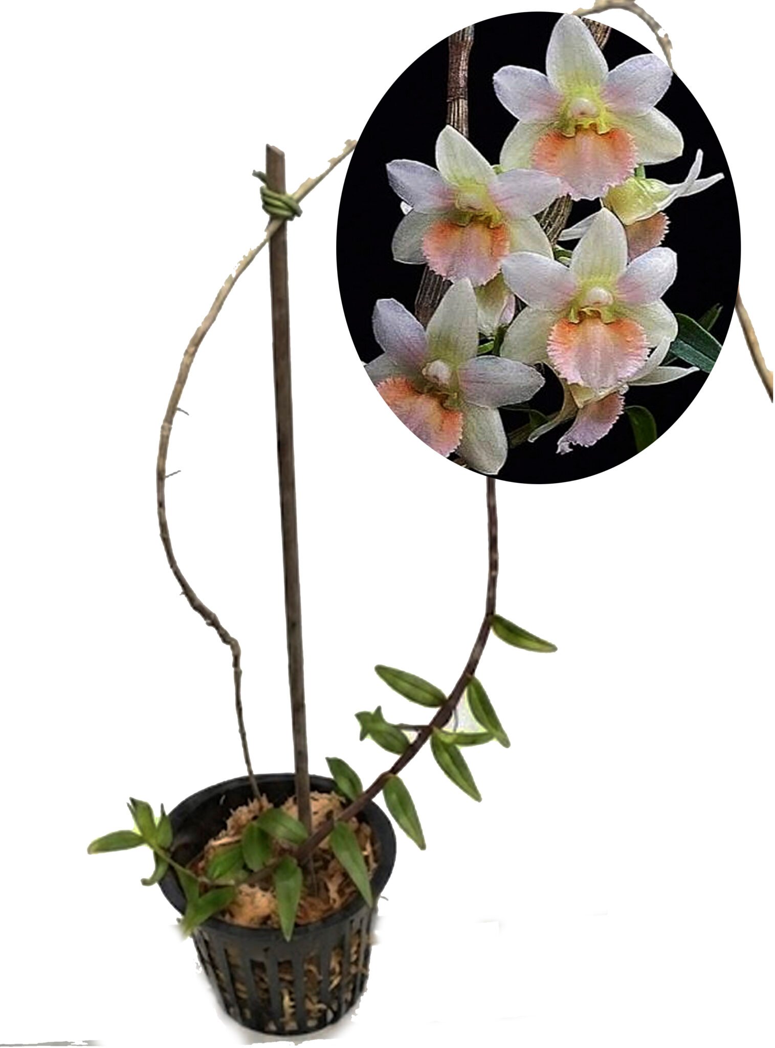 Dendrobium boosii