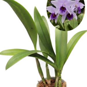 Laeliocattleya Wrigley "Blue Heaven"