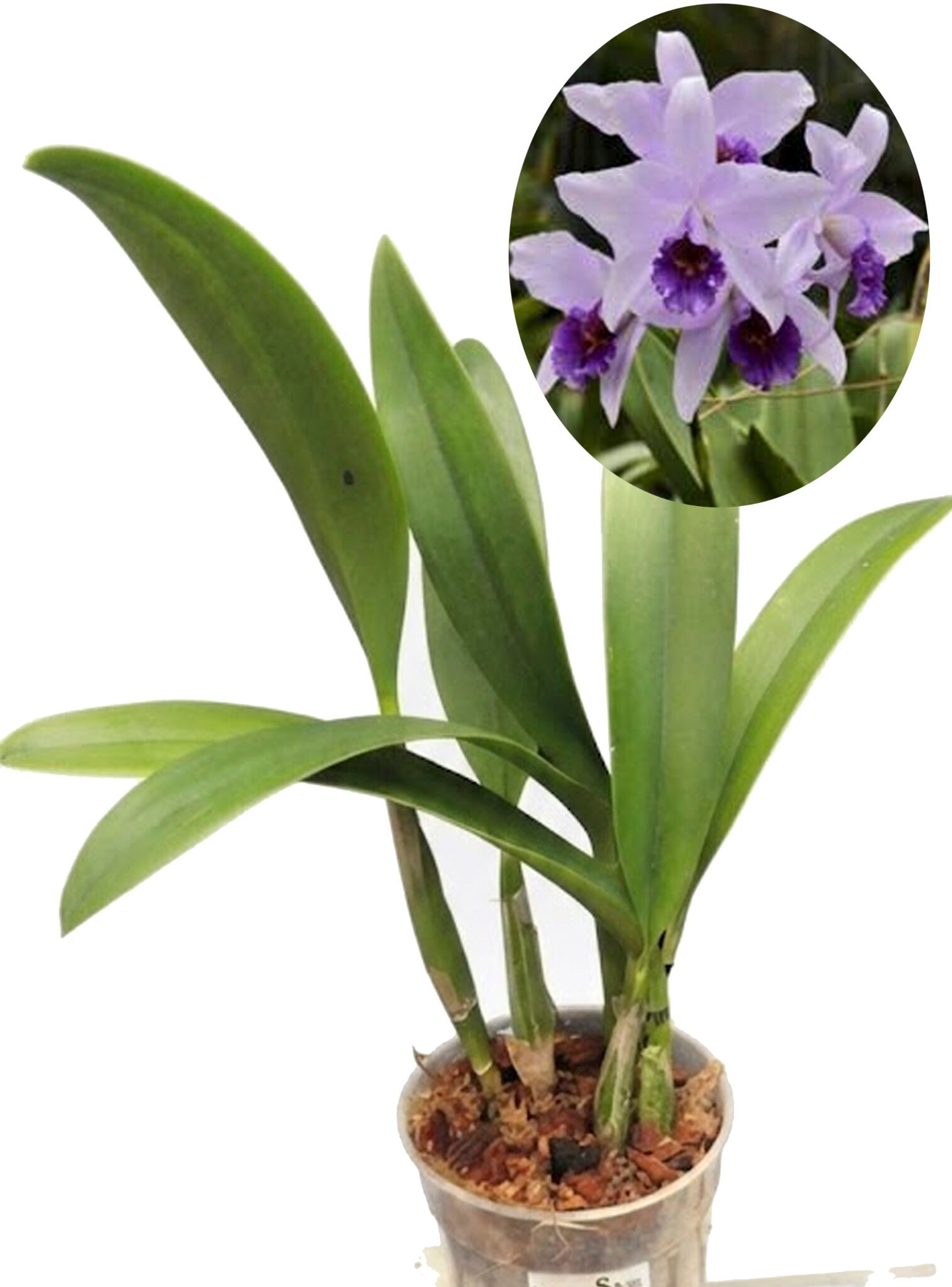 Laeliocattleya Wrigley "Blue Heaven"