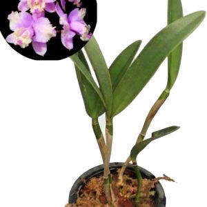 Cattleya loddigesii Aquini