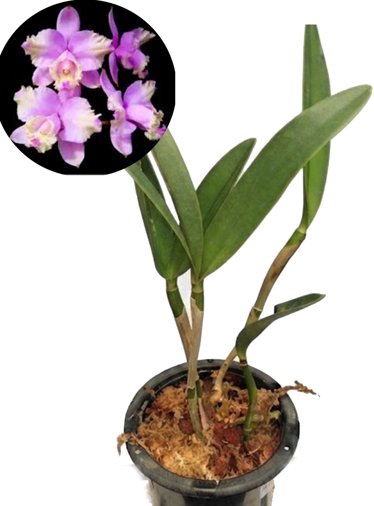 Cattleya loddigesii Aquini