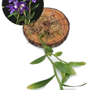 Dendrobium victoriae-reginae
