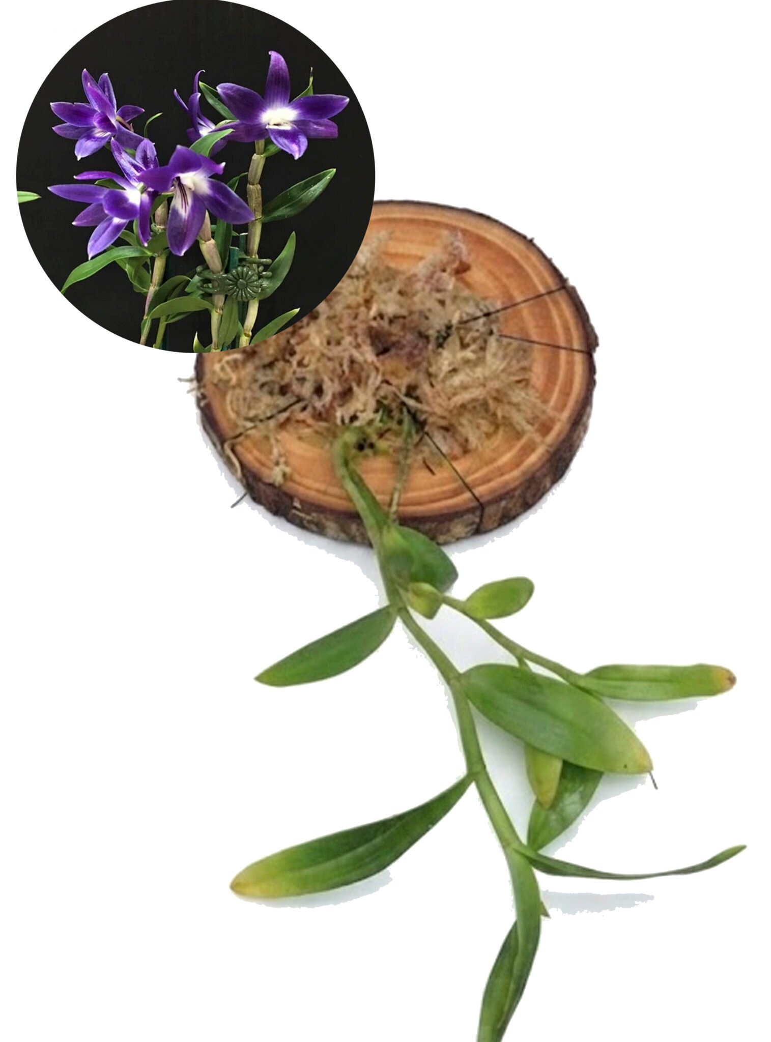 Dendrobium victoriae-reginae