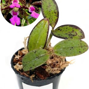 Cattleya aclandiae