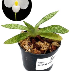 Paphiopedilum delenatii alba