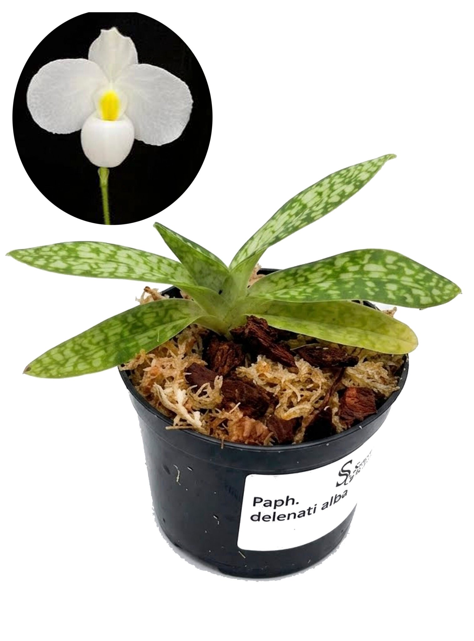 Paphiopedilum delenatii alba