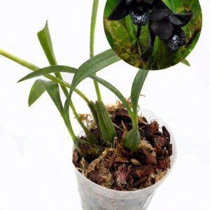 Maxillaria schunkeana