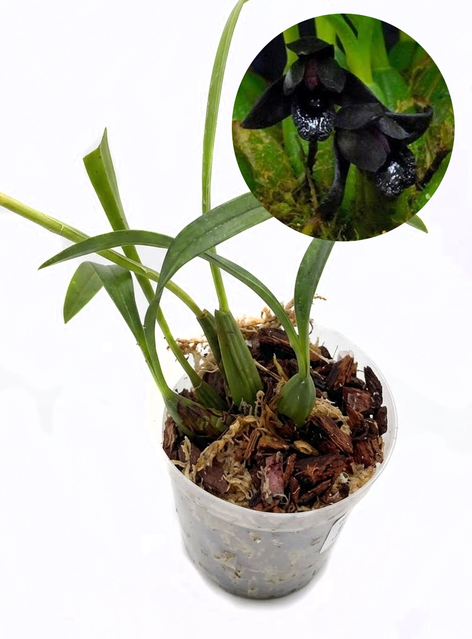 Maxillaria schunkeana