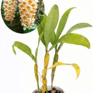 Dendrobium thyrsiflorum
