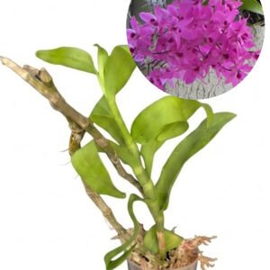 Dendrobium anosmum "Pink"