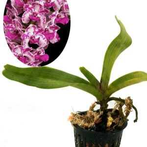 Rhynchostylis gigantea