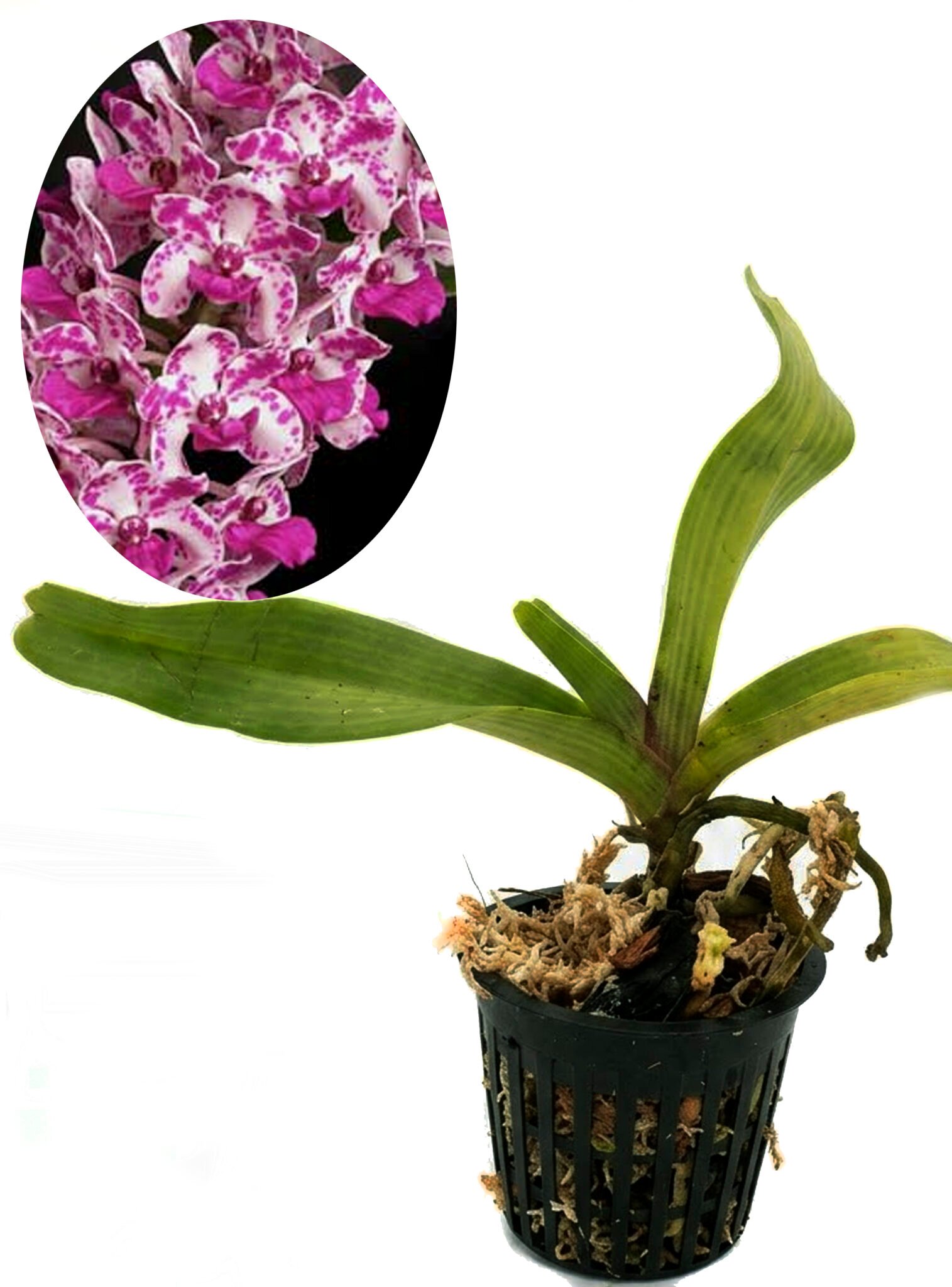 Rhynchostylis gigantea