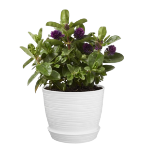 Verónica (Veronica spicata) | 50cms