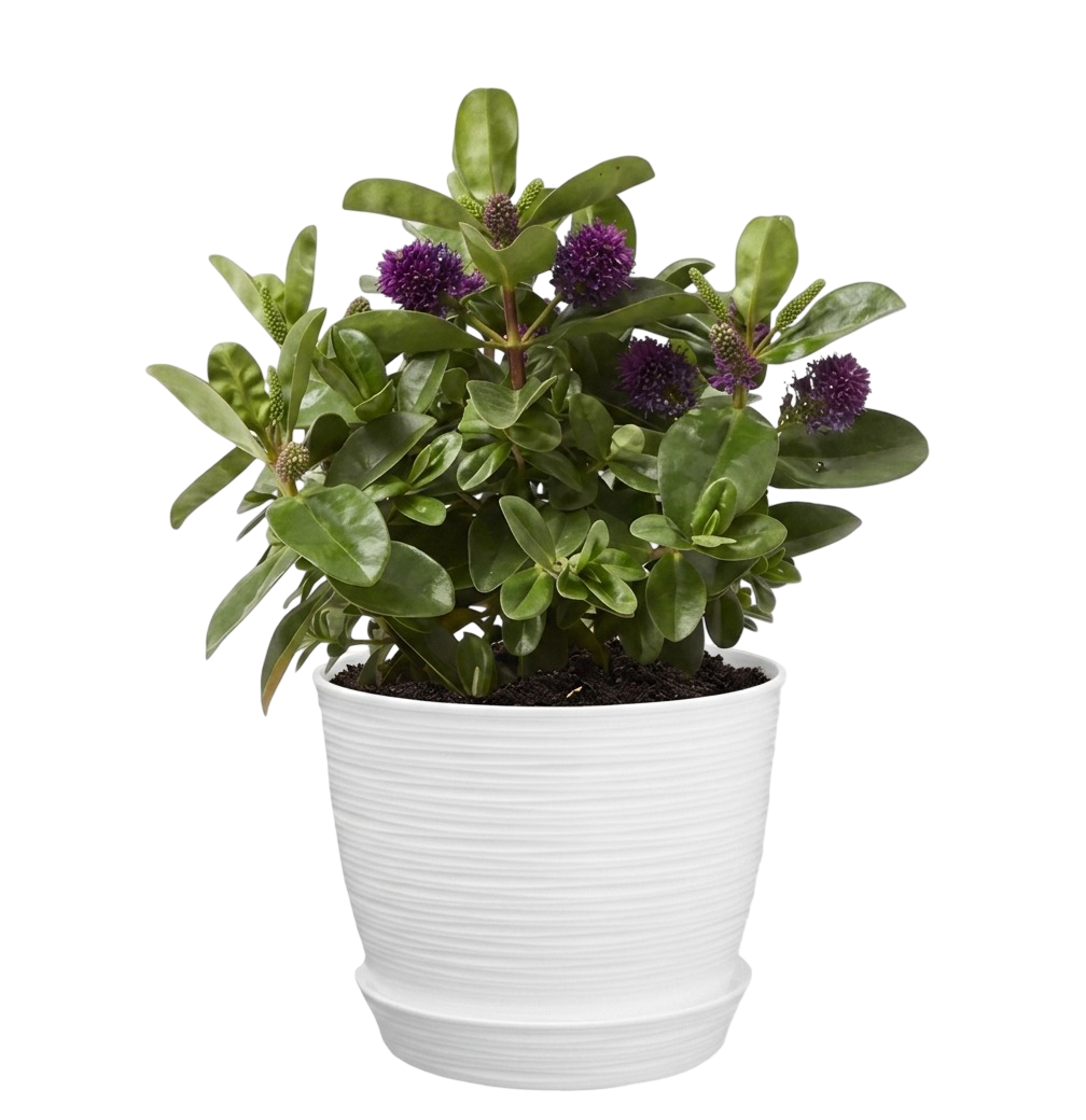 Verónica (Veronica spicata) | 50cms