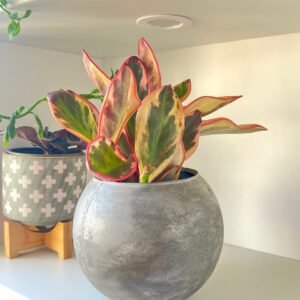 Alternative view of Maceta Esfera grande + Planta | 18 cm