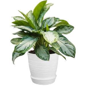 Aglaonema | 60cms