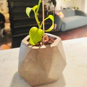 Alternative view of Maceta Mini Dode + Planta | 10.5