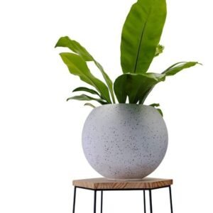 Maceta Esfera grande + Planta | 18 cm