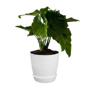 Philodendron Oreja de elefante | 80cms