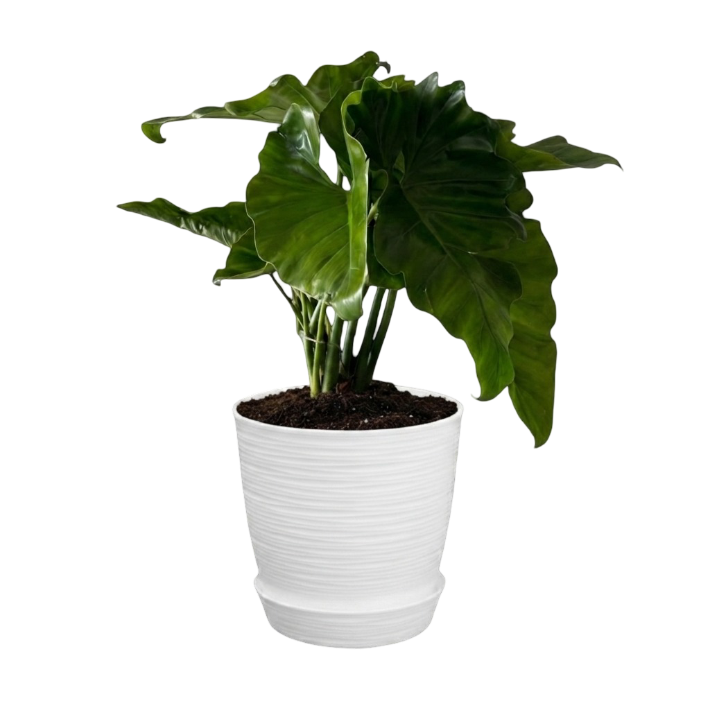 Philodendron Oreja de elefante | 80cms