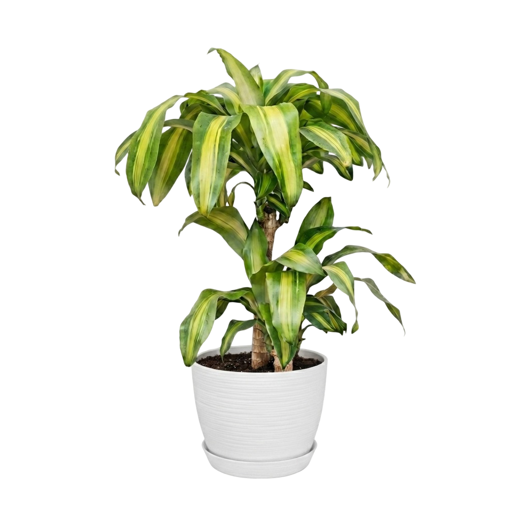 Palo de Brasil (Dracaena) | 150cms