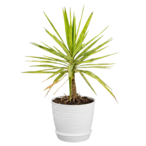 Yucca variegada | 120cms
