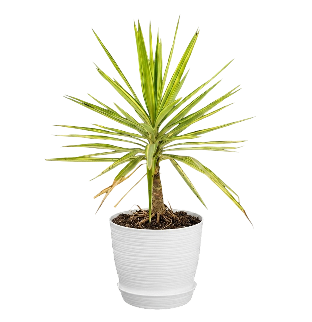 Yucca variegada | 120cms