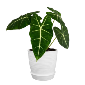 Alocasia 'Frydek' | 35cms