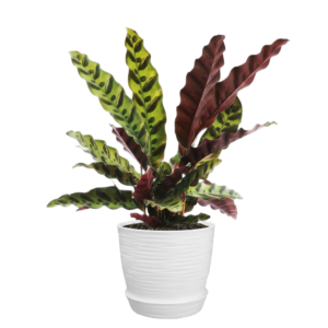 Calathea lancifolia (Planta de la serpiente / Calatea insignis) | 35cms