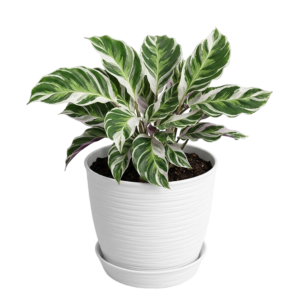 Calathea White Fusion | 50cms